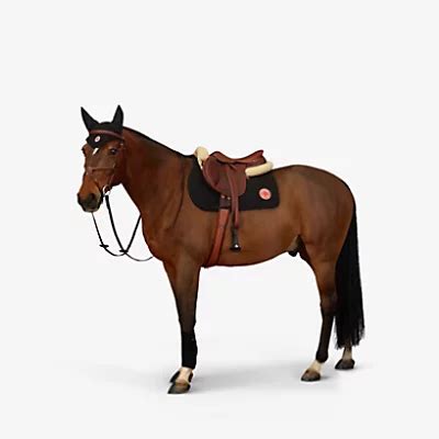 hermes equine|Hermes equestrian collection.